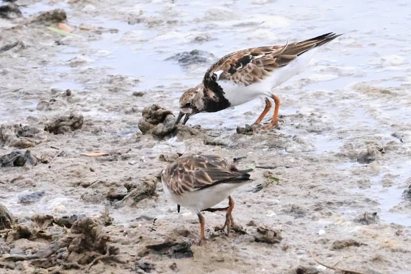 Connie Hagar Birding Park - Image 2