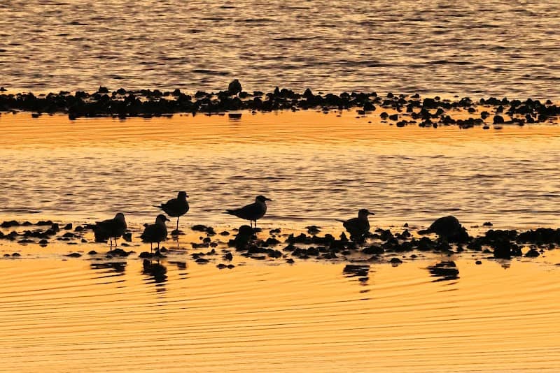 Connie Hagar Birding Park - Image 3