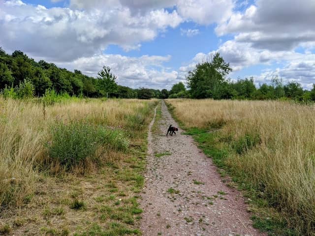 Rietzschkewald in Gohlis-Nord - Image 2