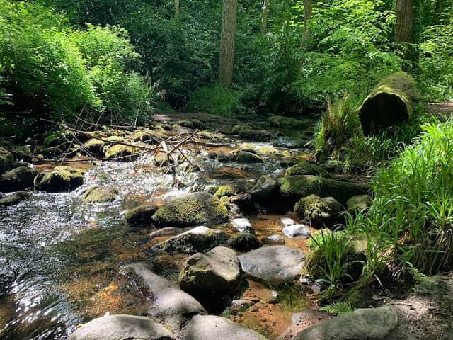Massy's Woods - Image 1