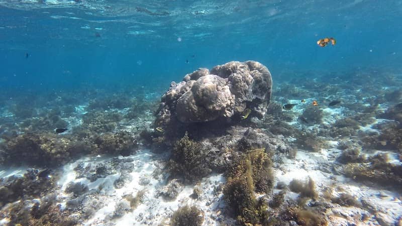 Snorkeling Le Morne - Image 1