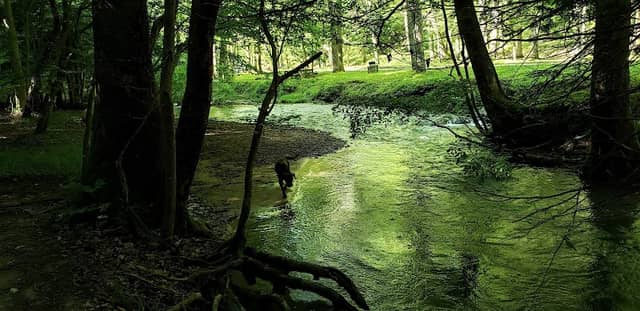 Spotted Salamander Trail - Image 1