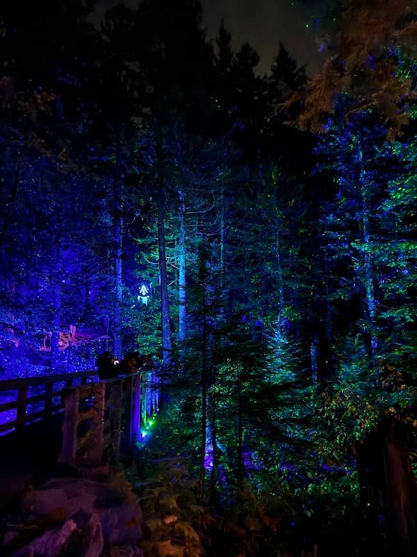 A Light in the Woods - Image 1