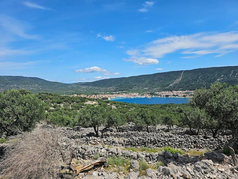 olive groves - Image 1