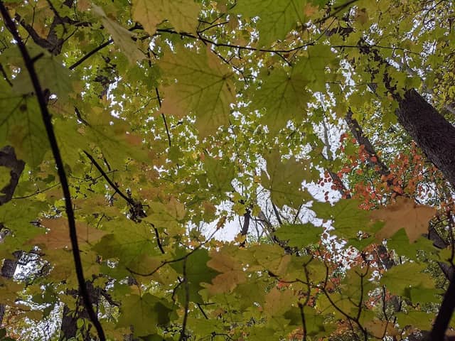 Walton Woods - Image 1