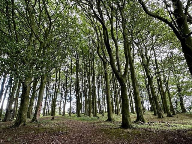 Frankley Beeches - Image 1