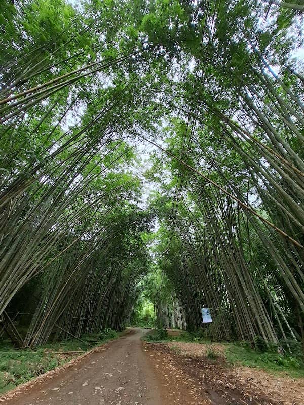 Bambusal - Image 1