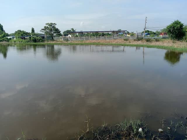 Fish pond - Image 1
