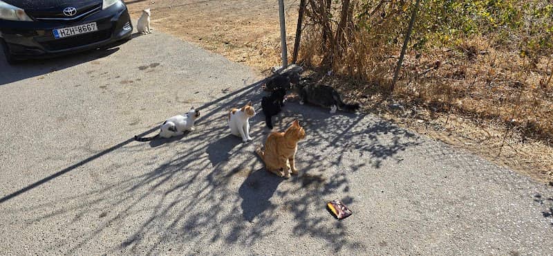 Cat colony - Image 1