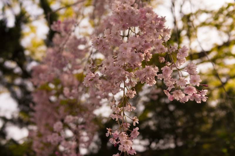 長瀞 南桜通り - Image 1