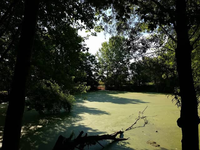 Peterson Pond - Image 1