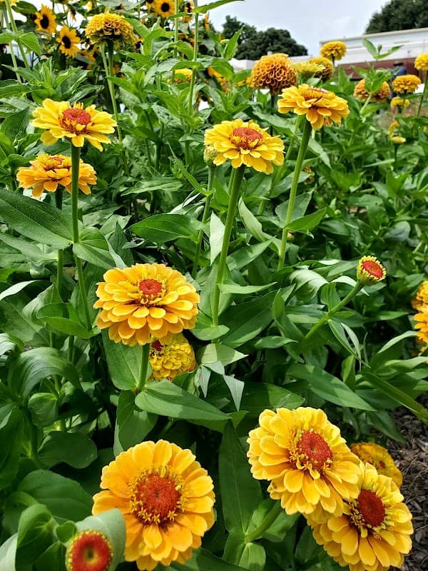 University of Delaware Botanic Gardens - Image 3