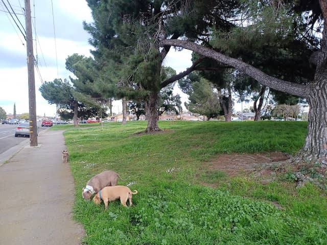 Mattie Harrell Park - Image 3