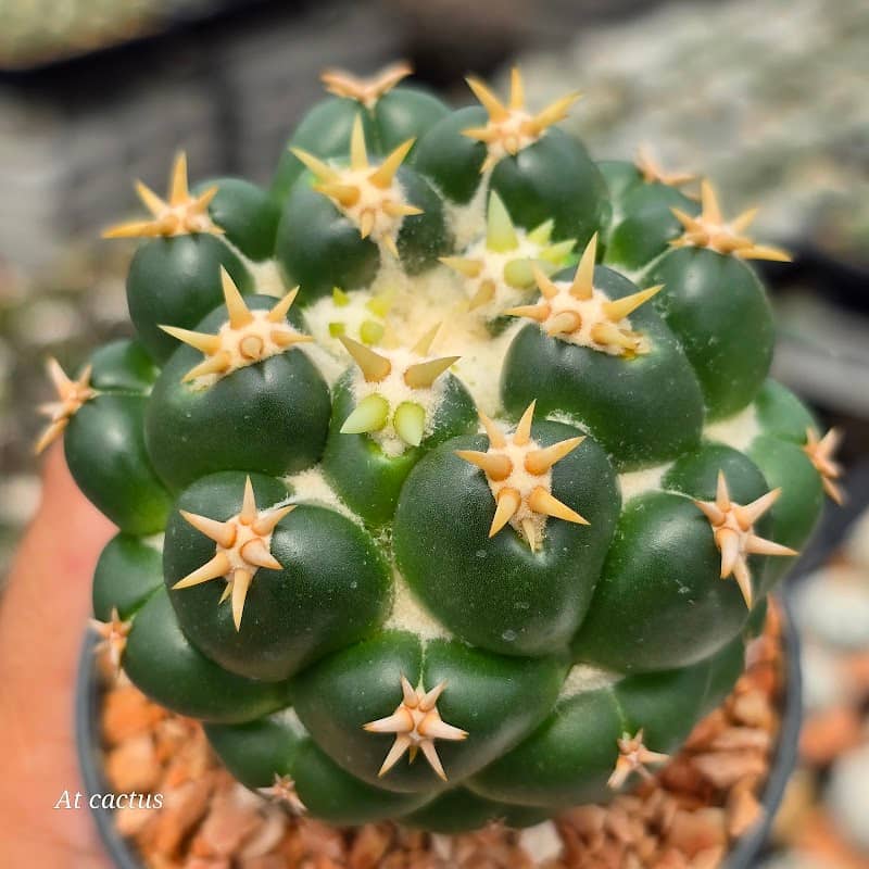 AT cactus (เพชรบุรี) - Image 2