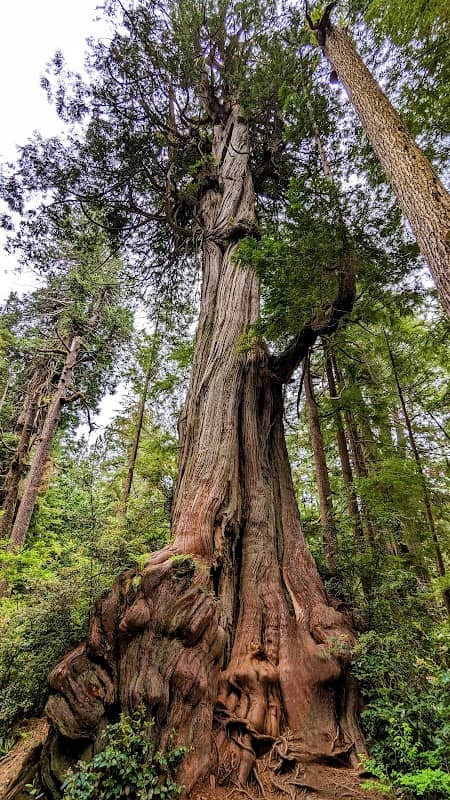 Kalaloch Big Cedar Nature Trail - Image 1