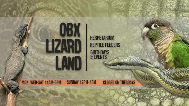 OBX Lizard Land - Image 1