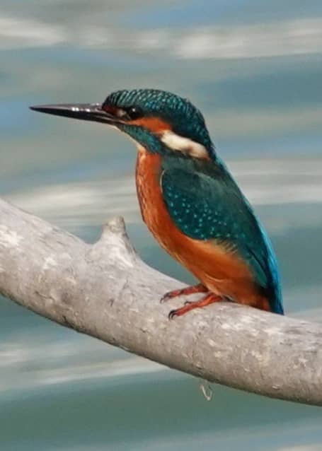 Wasservogelreservat Schöppenstedter Teiche - Image 1