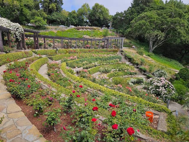 Berkeley Rose Garden - Image 3