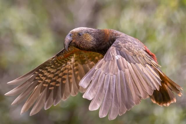 Kapiti Island Nature Tours - Image 2