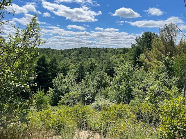 Glen Major Forest - Image 1