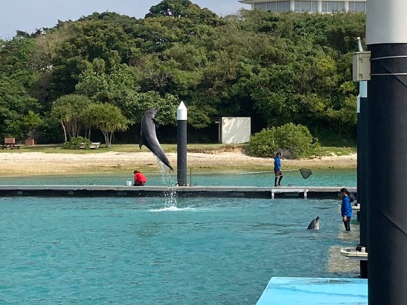 イルカ飼育場 - Image 1
