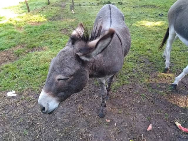 Kinderboerderij Cantecleer - Image 2