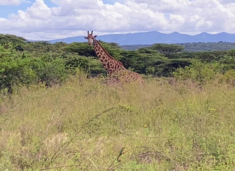 Nairobi National Park Main Gate - Image 2