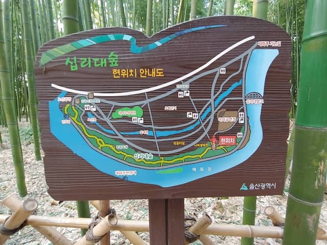 Taehwagang Bamboo Forest - Image 3