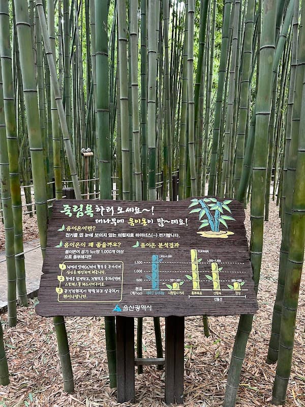 Taehwagang Bamboo Forest - Image 2