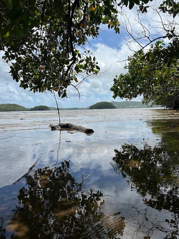 Mangrove Rose de Trinité - Image 2