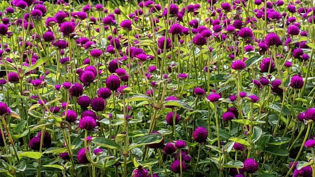 Bovey Gardens - Image 1