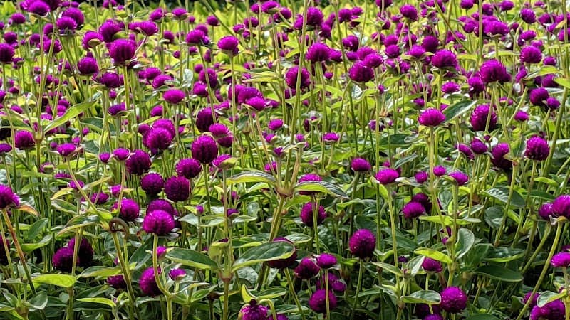 Bovey Gardens - Image 1