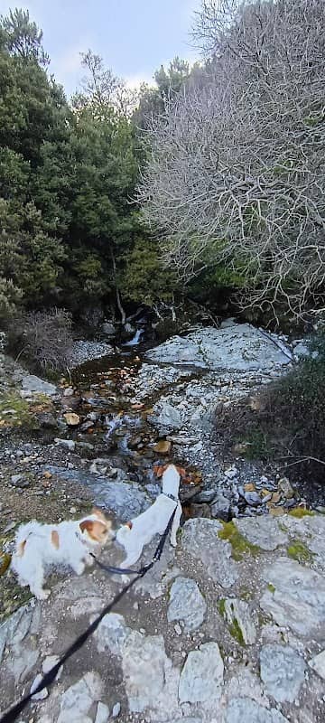 Arcu Guddetorgiu - Image 1