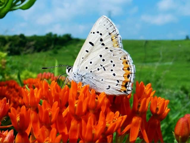Knapp Prairie - Image 2