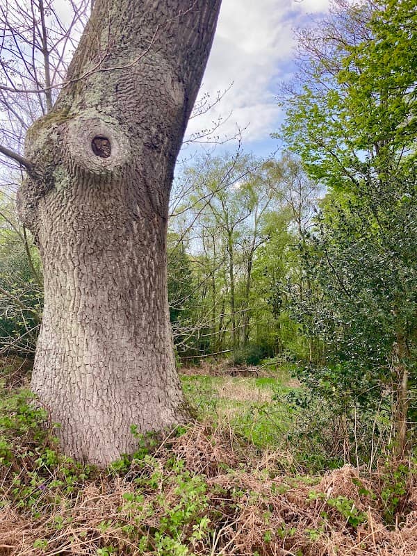 Sandleford Park - Image 2