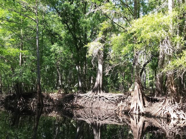 Green Swamp Wildlife Management Area - Cumpressco Unit - Image 2