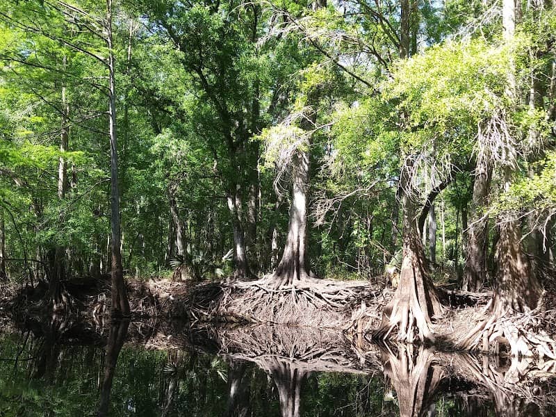 Green Swamp Wildlife Management Area - Cumpressco Unit - Image 2