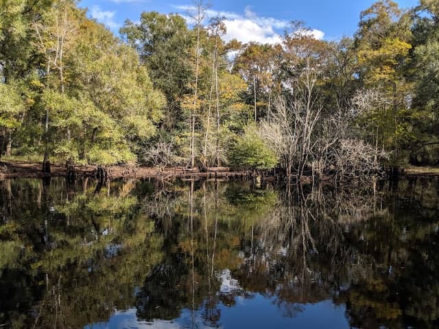 Green Swamp Wildlife Management Area - Cumpressco Unit - Image 1