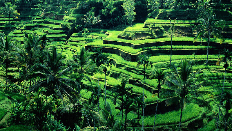 D' Balong Kuring - Image 2