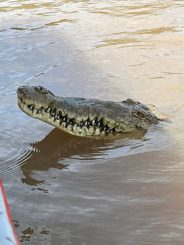 Jason Crocodile Tours - Image 3