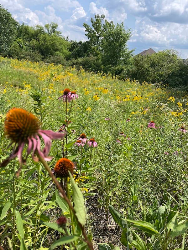Viking Meadows 161st Street Native Prairie - Image 2