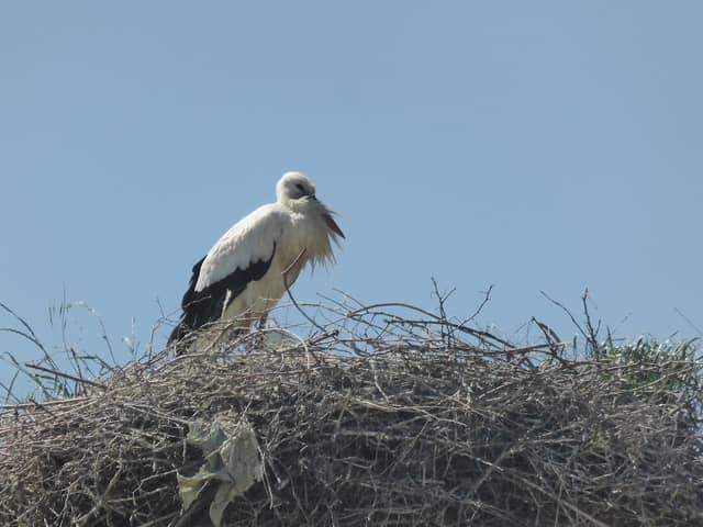 Storchennest - Image 1