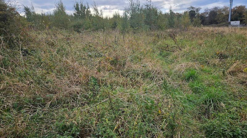 Tranent yellow paddy - Image 1