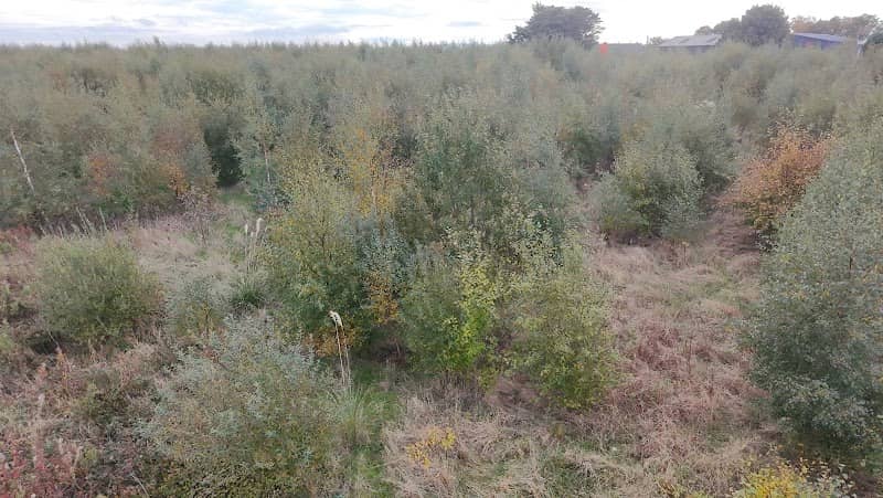 Tranent yellow paddy - Image 2