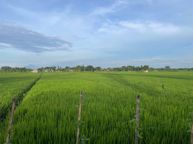 Sawah Mbah suminah - Image 1