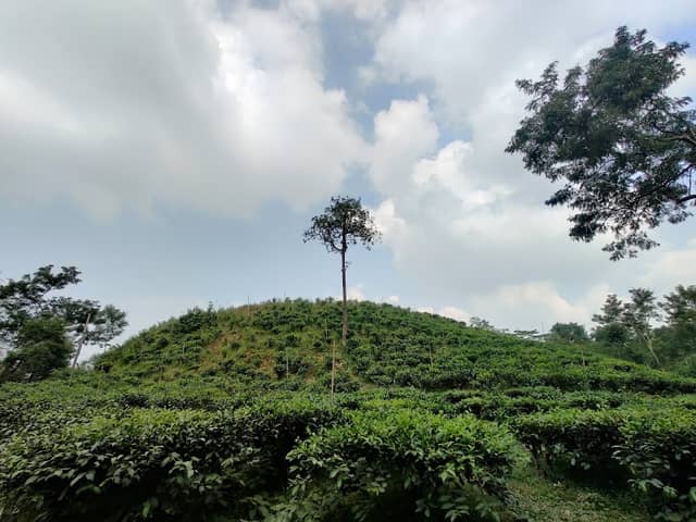 Tarapur Tea Estate - Image 3