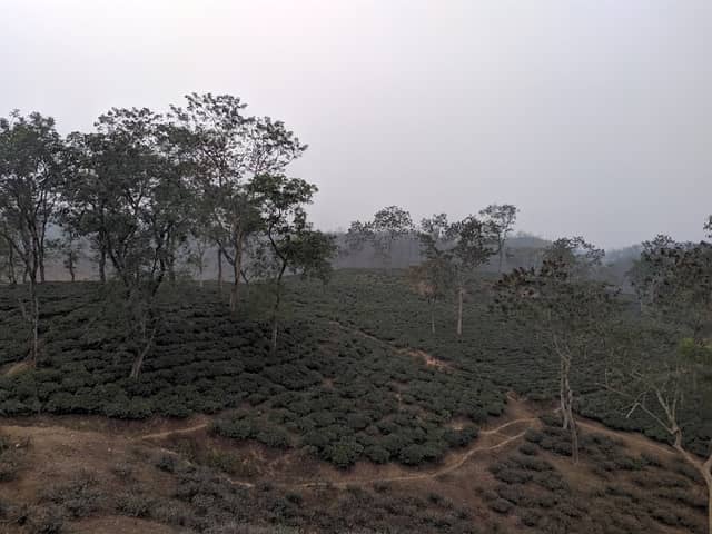 Tarapur Tea Estate - Image 1