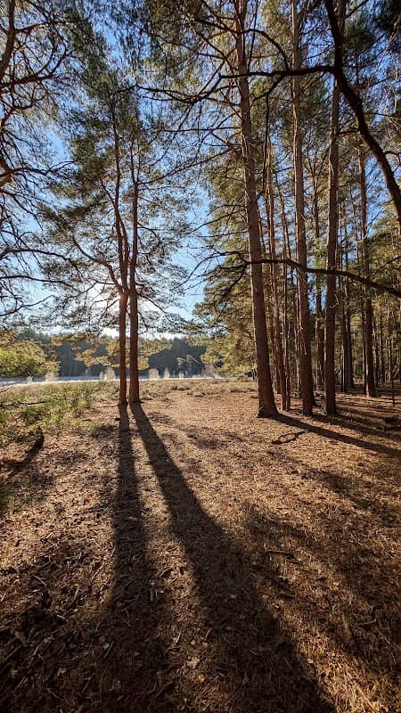 Horsell Common - Image 1