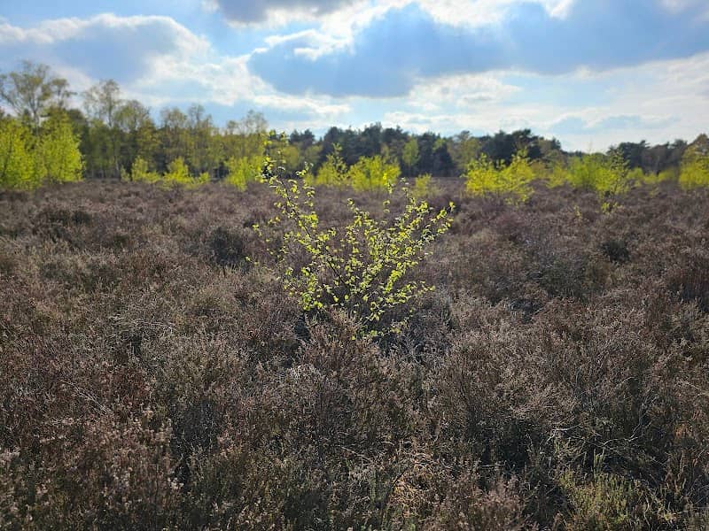 Horsell Common - Image 2