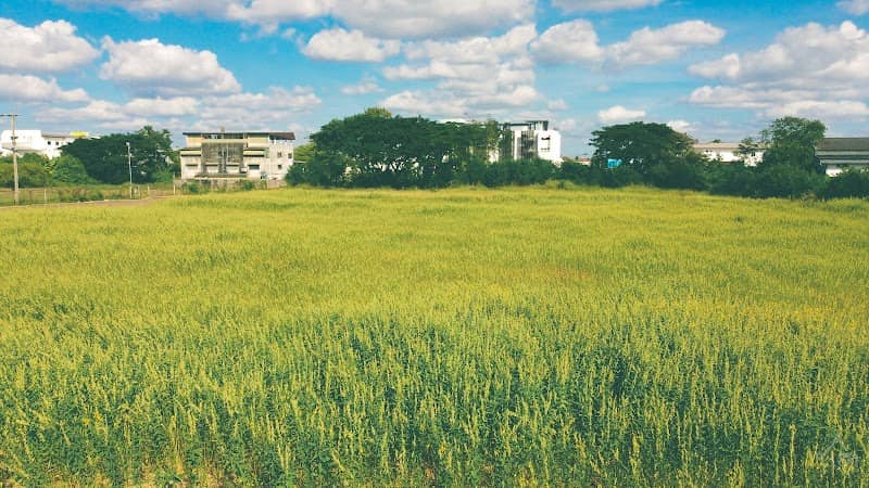 ทุ่งปอเทืองกลางเมืองสกลนคร - Image 2